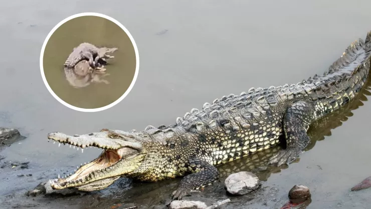 Cocodrilos en Sinaloa