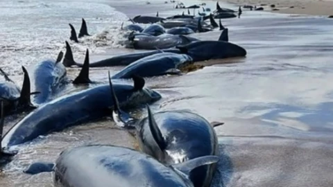 WhatsApp Image 2025-02-19 at 2.06.37 PM.jpeg