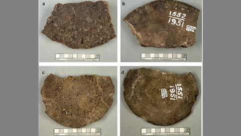 Restos fósiles de vértebras de ballena