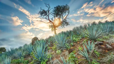 Cuándo se celebra el Día Internacional del Tequila