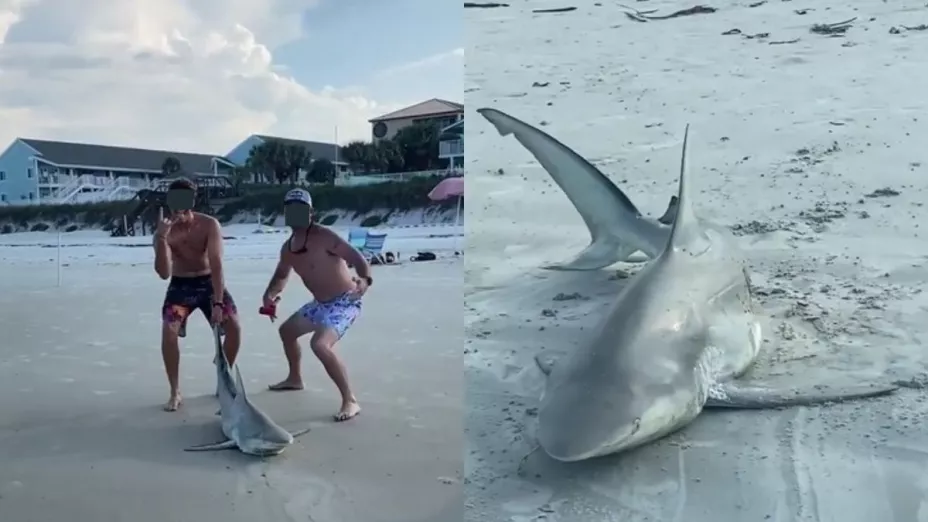 Apuñalan a sangre fría a un tiburón en playa de Florida.