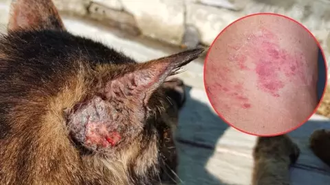 PORTADA alerta sanitaria gatos perros.jpg