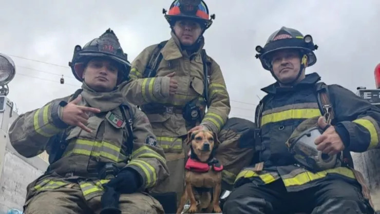 Muere Tun Tun, el querido perrito bombero de Protección Civil en Zacatecas