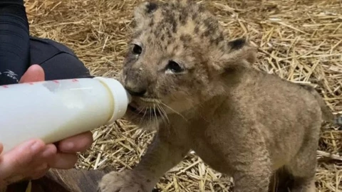 zoológico singapur cachorro leon