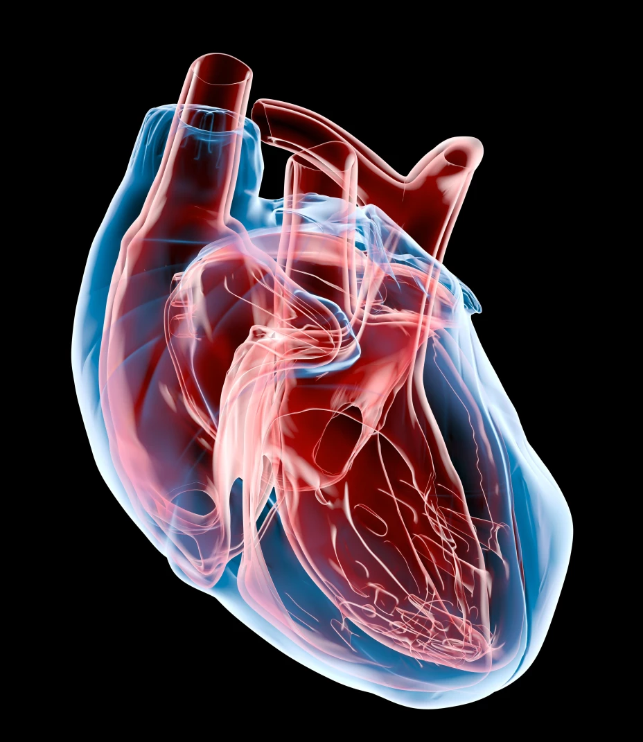 Human heart, artwork