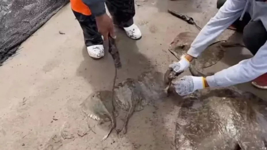 Despiden a funcionaria que ordenó mutilar a rayas en Sonora.jpg