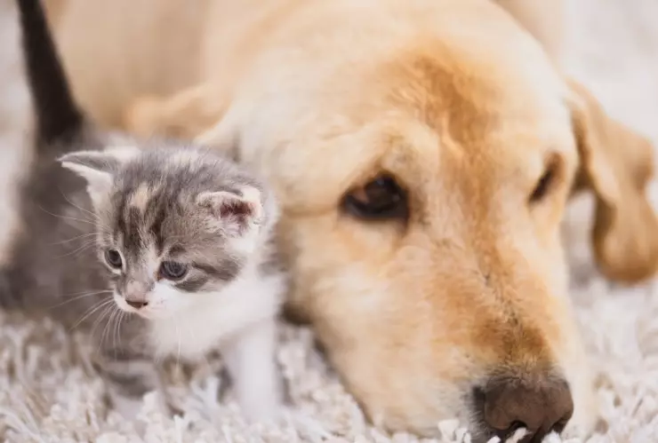 La mezcla potente que puedes hacer para acabar con el olor a gato y perro en tu casa