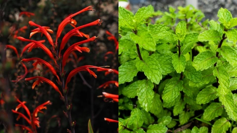 Crocosmia y menta plantas