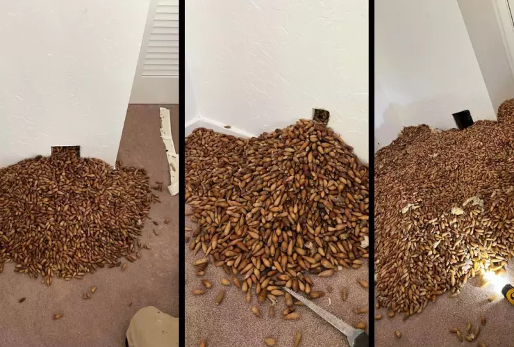 Hombre encuentra 300 kilos de bellotas en una pared
