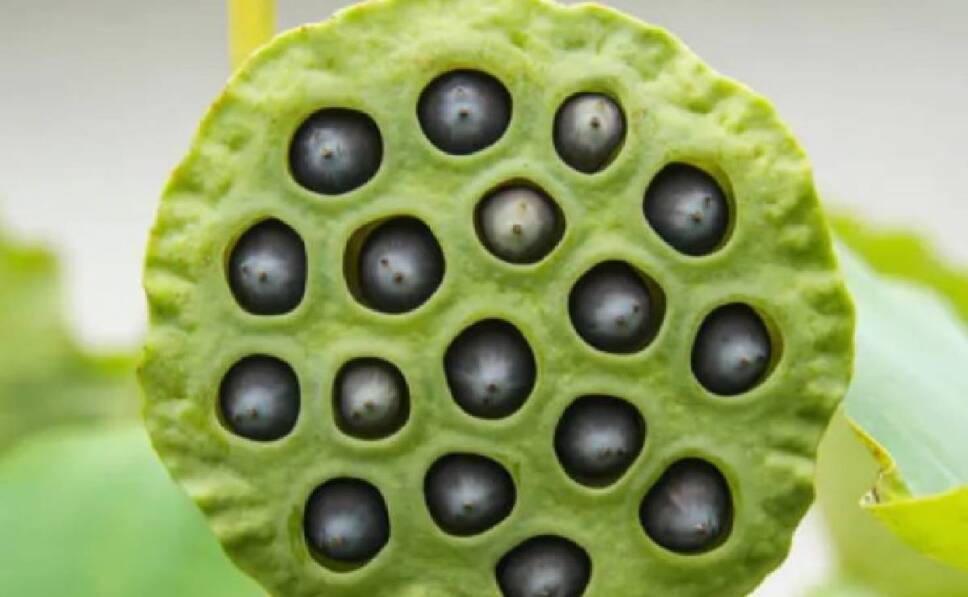 ¿Sabes si sufres tripofobia?