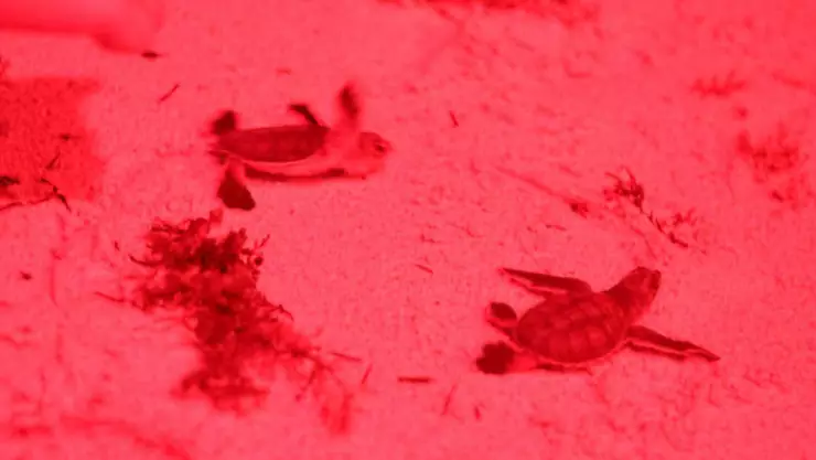 Ana Paty Peralta fortalece la protección de tortugas marinas en Cancún.jpg