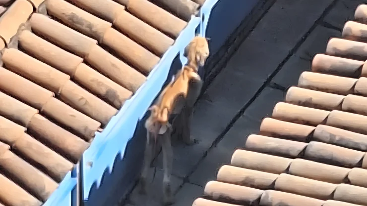 VIDEO | Captan a perrito en estado crítico en vivienda de Providencia