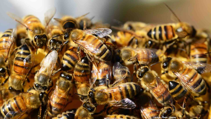 abejas invasión playa estados unidos.jpg