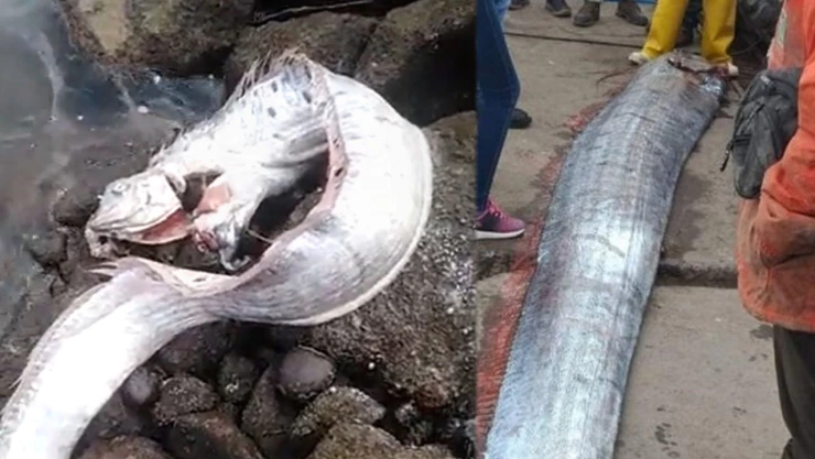 Pez remo Ecuador.jpg