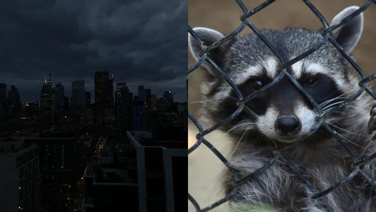 Mapache provoca apagón histórico en Toronto; 7 mil quedan sin luz durante 3 horas