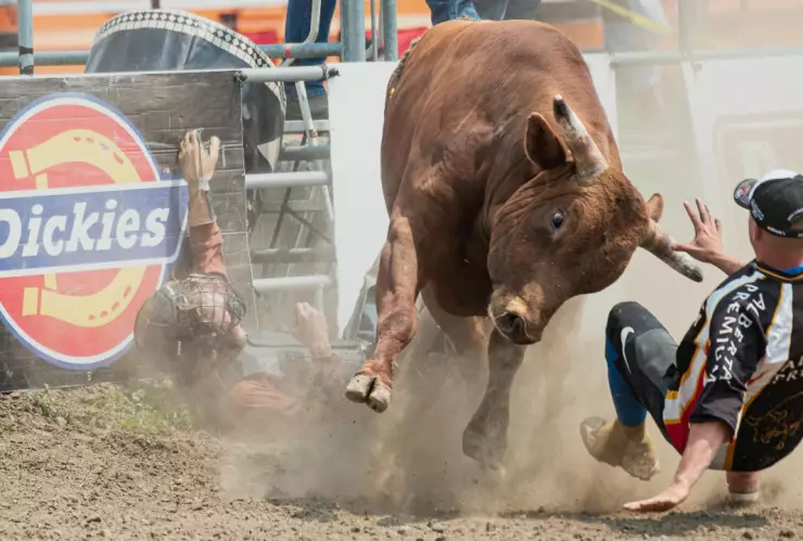 ¡Saltó el muro! Video muestra escape de toro en rodeo de EU; atacó a varios asistentes