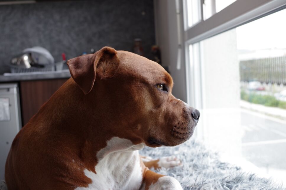 perro pitbull