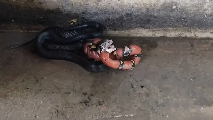 ‘Se la está tragando’: Captan FUERTE PELEA entre CORALILLO y culebra sabanera