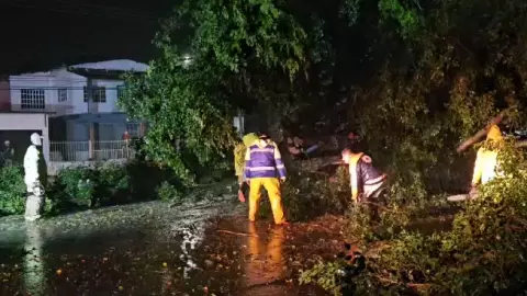 ¡Cierre vial! Cae enorme árbol en carretera federal Tlapacoyan-Martínez de la Torre