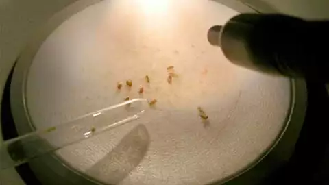 UNAM identifica contaminación en agua de presa que podría causar mutaciones