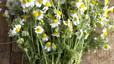 6 plantas medicinales que debes tener en tu casa: serán de gran ayuda en caso de una emergencia 