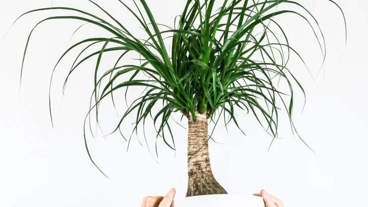 una maceta con una planta pata de elefante.