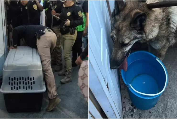 Se sabe que la loba se encuentra deshidratada y tiene un problema en el estómago