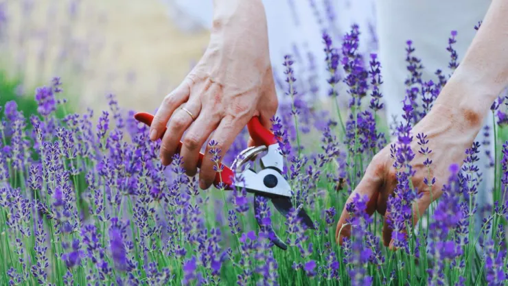 Cómo debes podar la lavanda para que estalle de flores