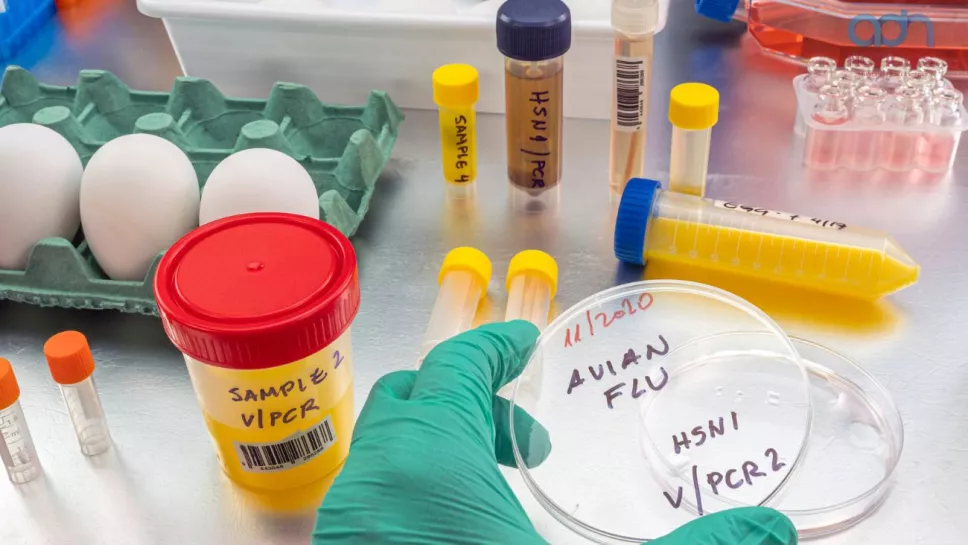 Gripe aviar en humano