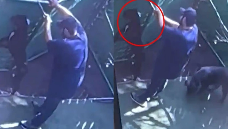 maltrato animal dogtime video