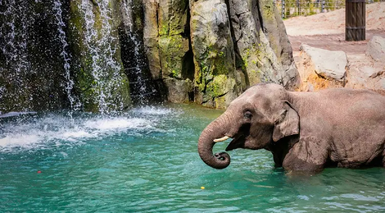un elefante se refresca en su hábitat natural