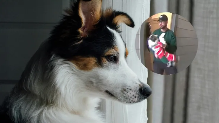 El dueño de un cachorro lo aventó al piso.