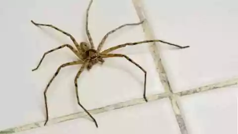 Temporada de la araña violinista 2025_ ¿Qué estado suma más casos de mordeduras?