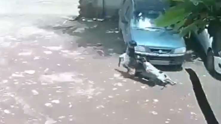Perros