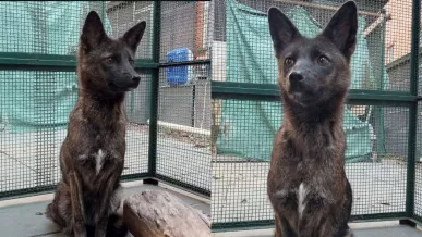  Nueva raza de perro Dogxim 