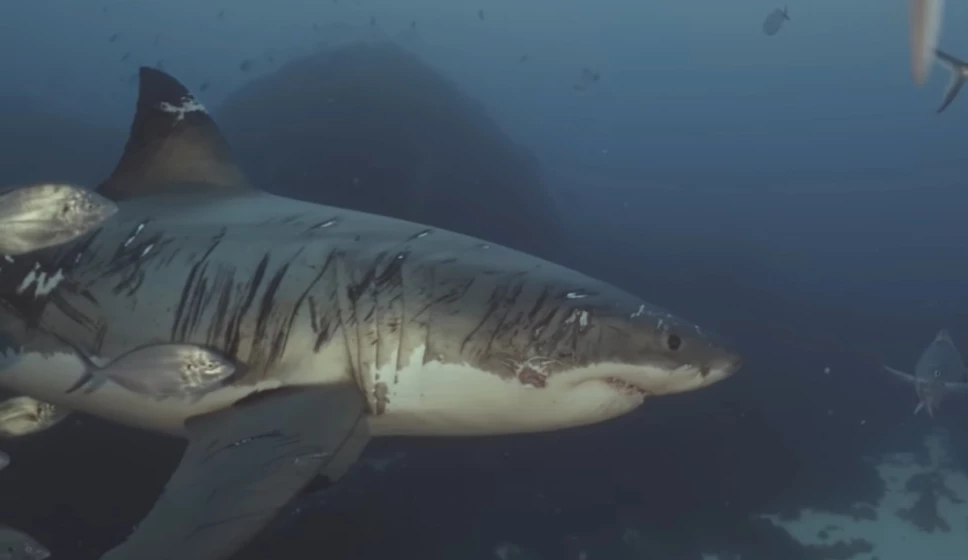 tiburon cicatrices peleas.jpg