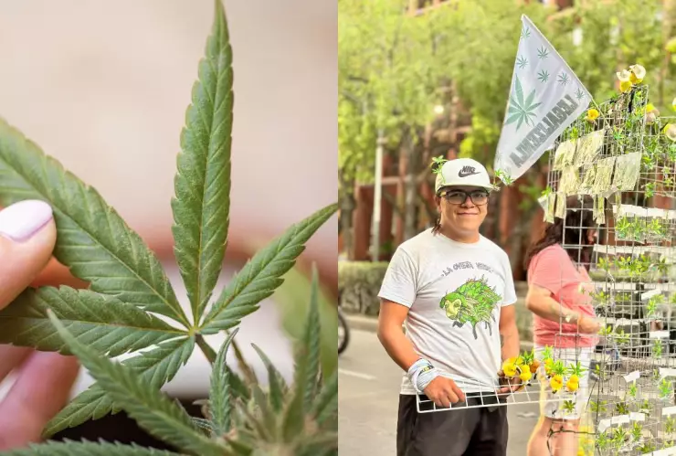 marcha 420 marihuana 2025