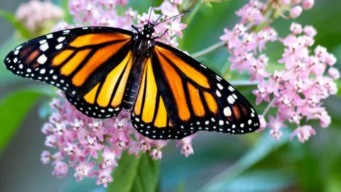 La mariposa monarca ya está en México; se dirige a Michoacán y al Estado de México