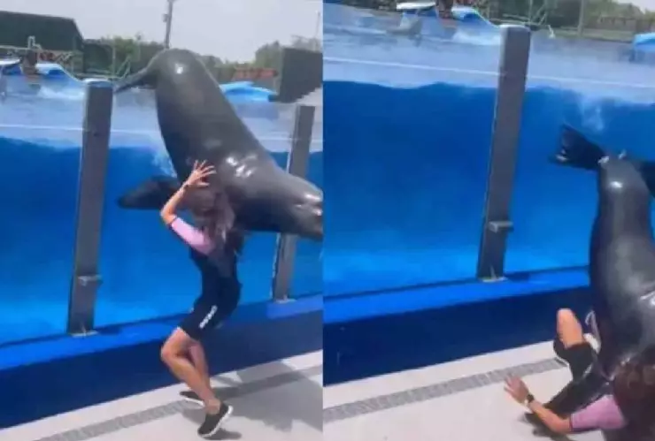 VIDEO: León marino salta de alberca y aplasta con sus 150 kilos a su cuidadora