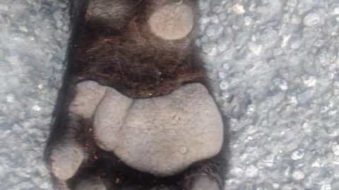 Muere oso atropellado en la Carretera Nacional
