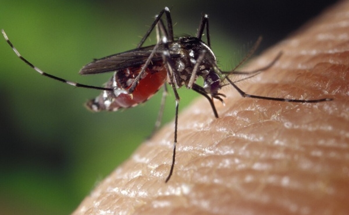 Zika Provoca Danos Mas Graves Que Microcefalia En Bebes Zika Provoca Danos Mas Graves Que Microcefalia En Bebes