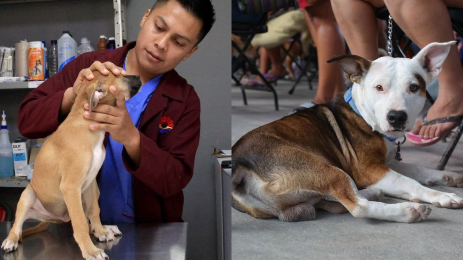 ¿Cómo será la reestructura de la Dirección de Bienestar Animal en Cancún?