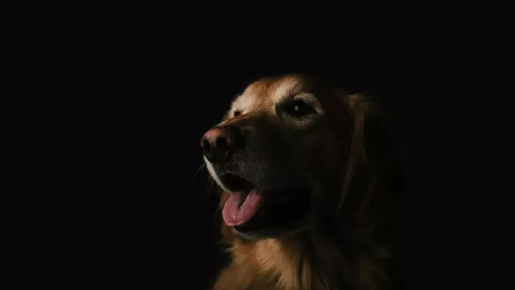 Estos son los nombres para perros más ORIGINALES; initiate con estas ideas