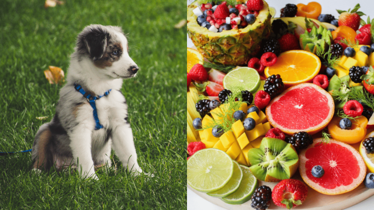Estas son las frutas naturales que pueden comer los perros esto dicen los expertos.png