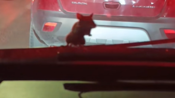 ratita