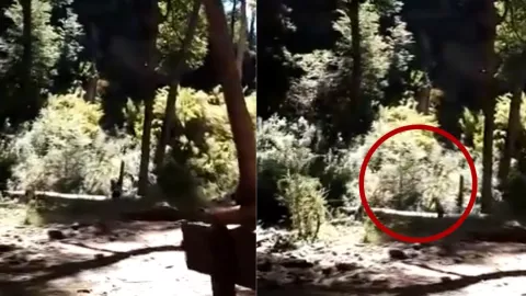 Captan una figura extraña caminando por un bosque en el Saltillo de las Nalcas en Argentina.jpg