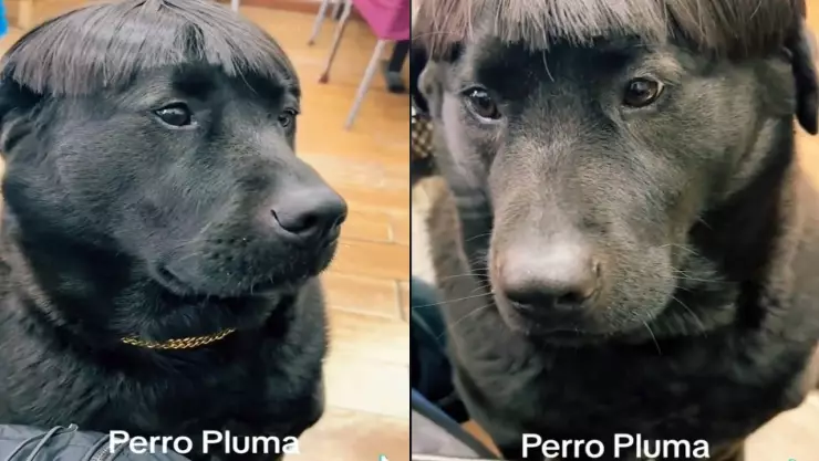 ¿Peso Pluma eres tú? Perrito conquista las redes por su look al estilo corridos tumbados