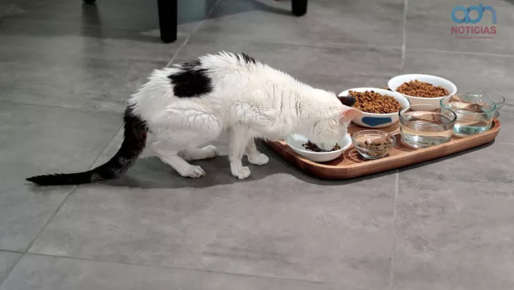 Cada cuanto debe comer un gato para tener buena alimentacion