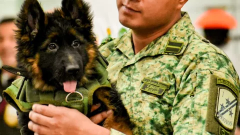 Llega a México perrito donado por Turquía en honor a Proteo