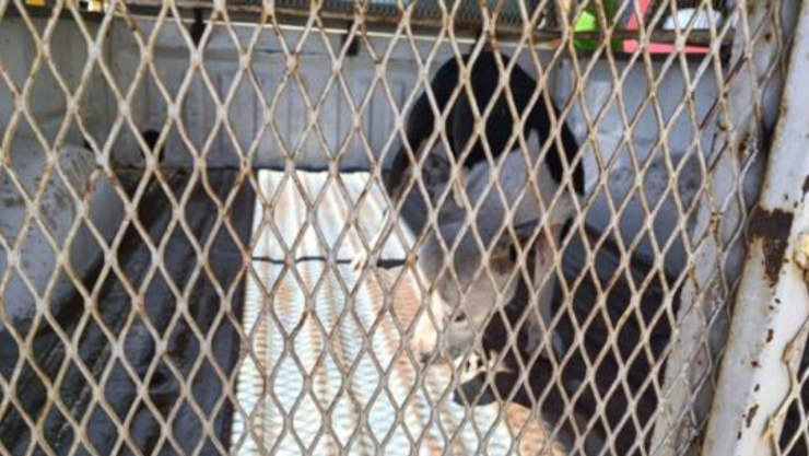 Pitbull ataca a hombre en Riberas de Sacrmento.